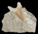 Otodus Shark Tooth Fossil In Matrix #6391-2